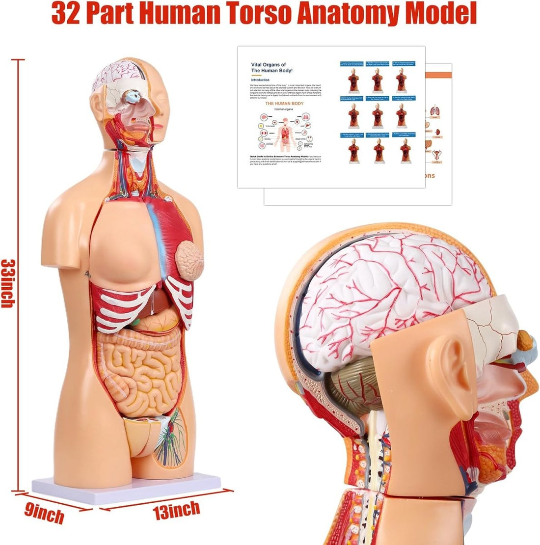 Dual-Sex Human Torso Anatomy Model (32 Parts) – Model 1035-20EHM