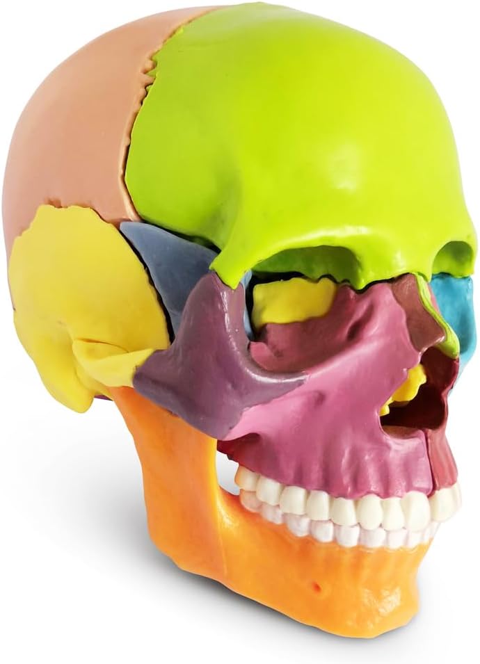 Exploded Human Skull Anatomy Model – Model 1035-21ESD