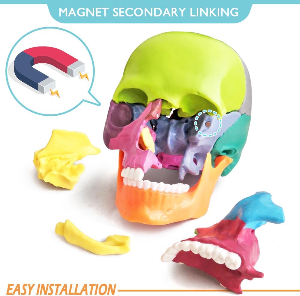 Exploded Human Skull Anatomy Model