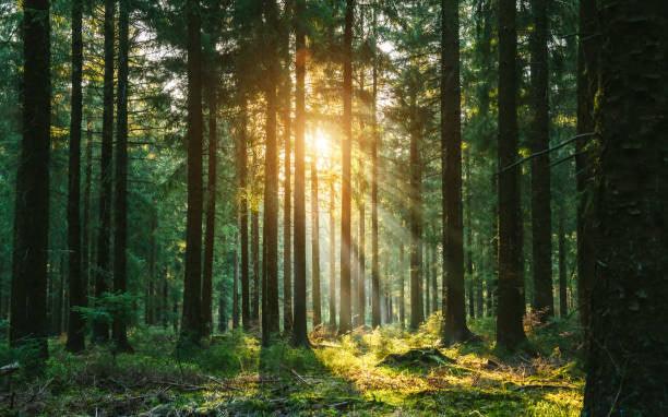 Human Composting: Why Firms Rely on Mortuary Coolers, Mortuary Racks, and Mortuary Lifts from American Mortuary Coolers in 12 States - American Mortuary Coolers & Equipments