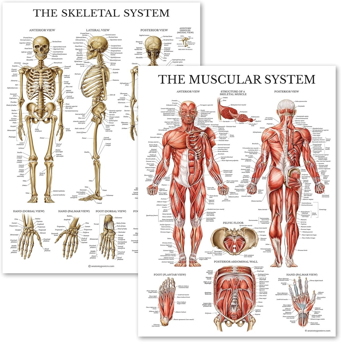 Anatomical Chart Set– Model 1035 - 21CHT - American Mortuary Coolers & Equipments