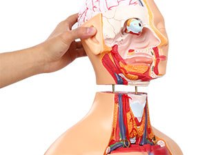 Dual - Sex Human Torso Anatomy Model (32 Parts) – Model 1035 - 20EHM - American Mortuary Coolers & Equipments