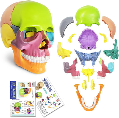 Exploded Human Skull Anatomy Model – Model 1035 - 21ESD - American Mortuary Coolers & Equipments