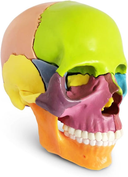 Exploded Human Skull Anatomy Model – Model 1035 - 21ESD - American Mortuary Coolers & Equipments