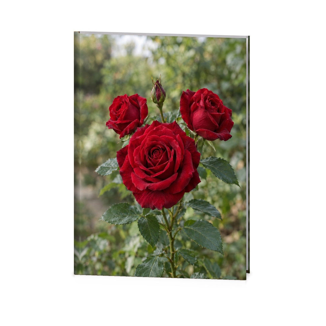 Red Roses Funeral Register Book