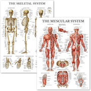 Anatomical Chart Set