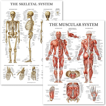 Anatomical Chart Set
