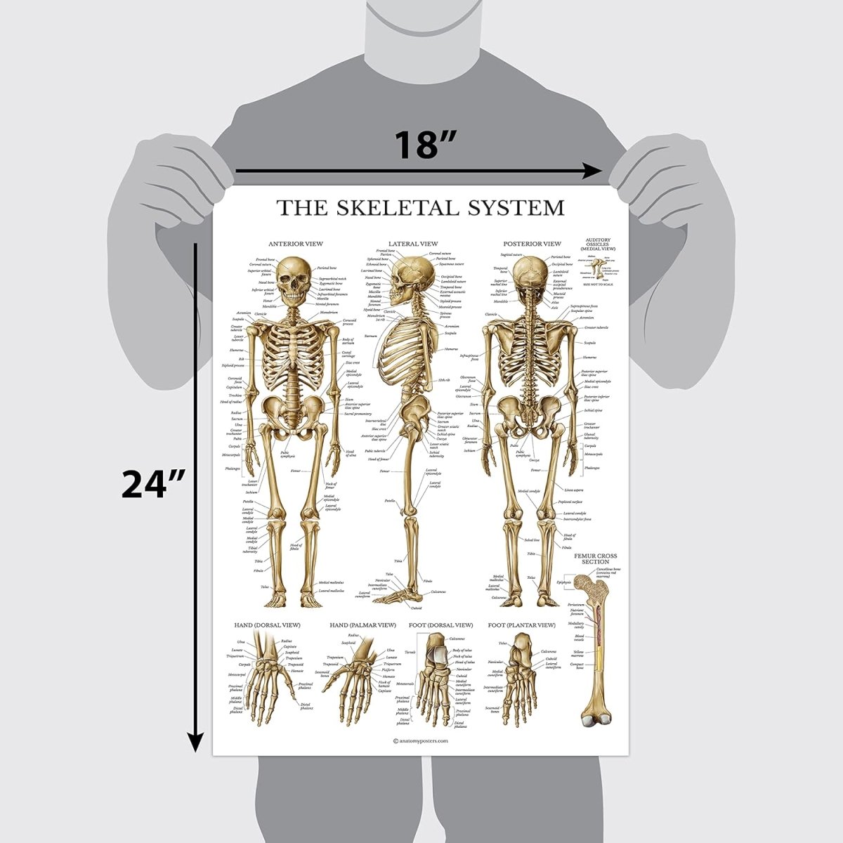 Anatomical chart set — muscular and skeletal system teaching posters